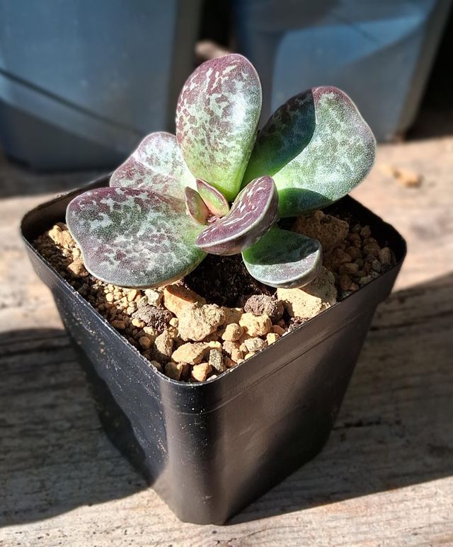 D93 . Adromischus rupicola
