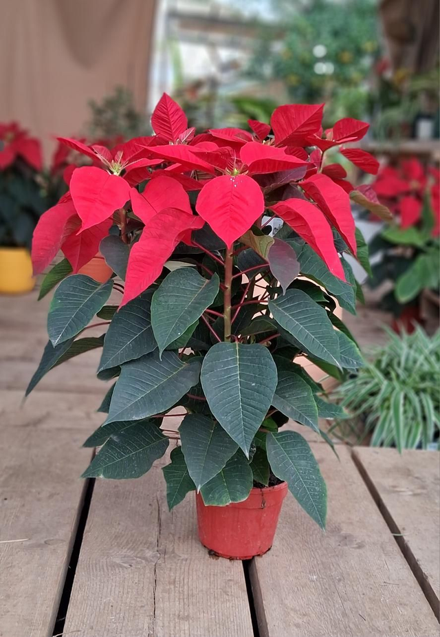 B94 . Poinsettia - Stella di Natale vaso 17