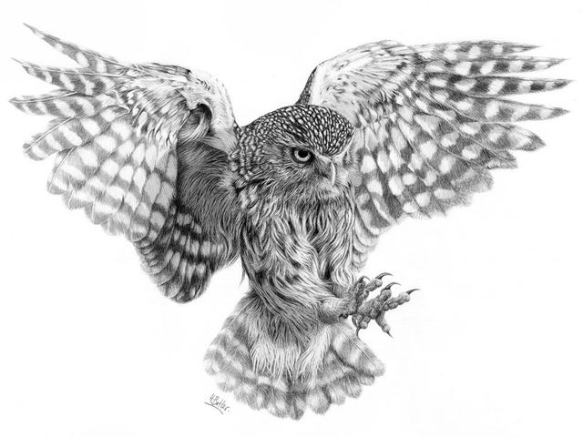 'Little Owl Landing.'  Original framed graphite pencil drawing.