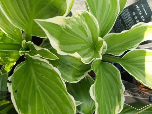 Hosta fortunei 'Undulata Albomarginata' 