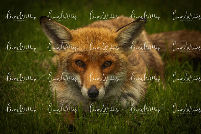 Fox Landscape Print