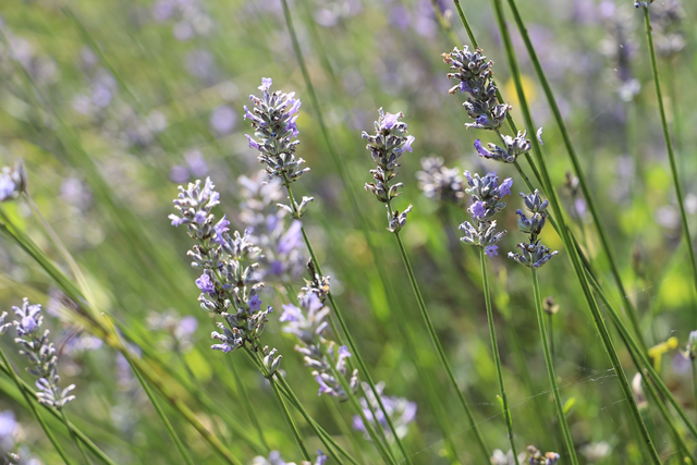 Lavande vraie