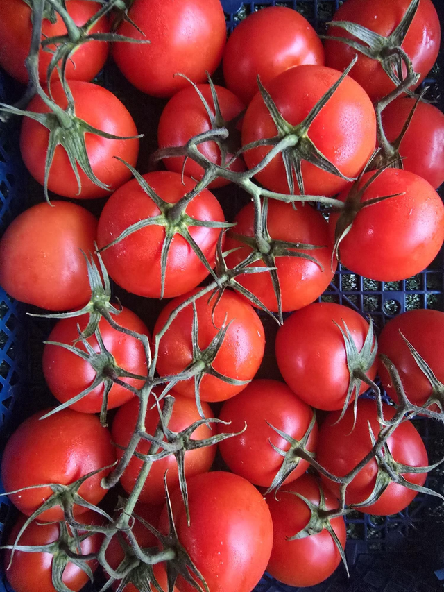 Tomatoes 