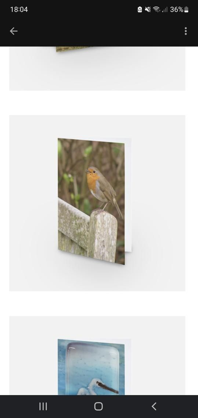 Robin bird summer version greeting card