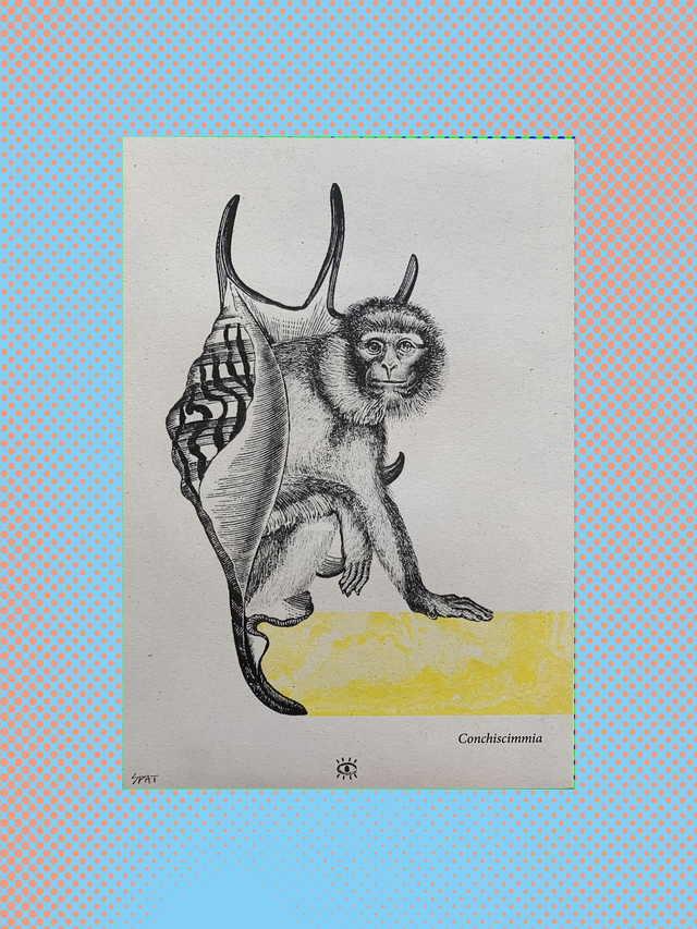 CONCHISCIMMIA
