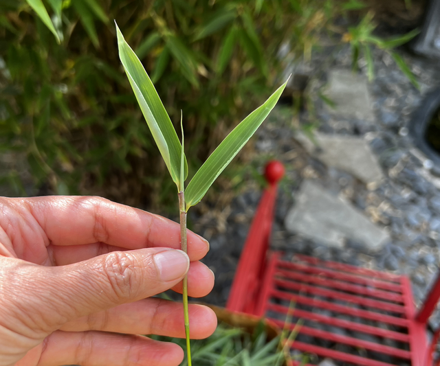 Reiner Bambustee  "Temple of Heaven" 1 kg 