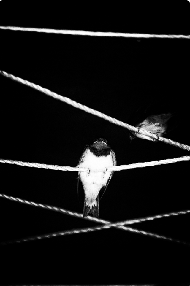 Tsubame (Hirondelle)