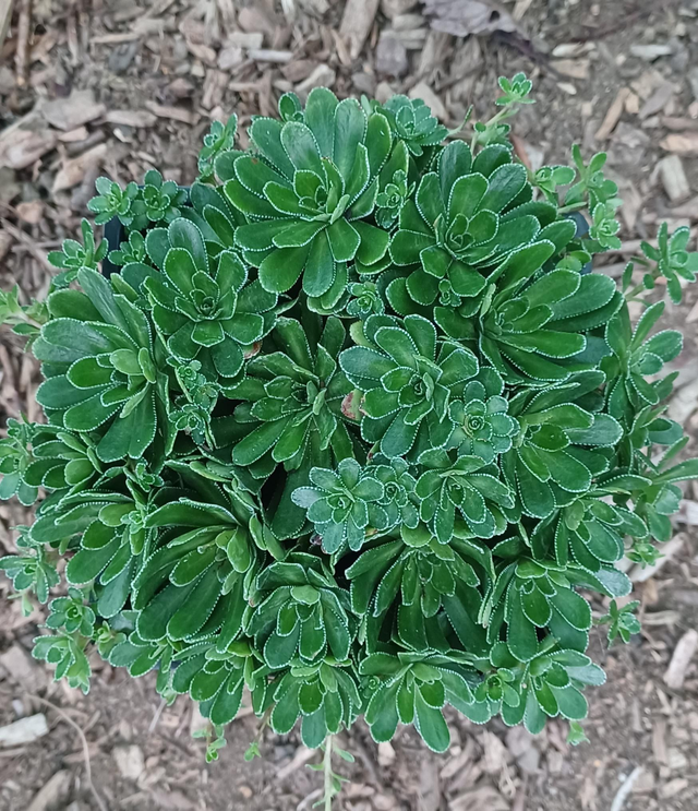 Saxifraga paniculata