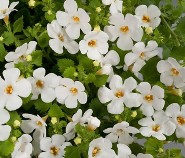 Bacopa Monnieri 100% Bio 400 mg 70 Caps. 