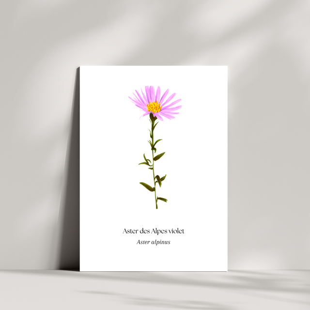 Cartes - Aster des Alpes violet