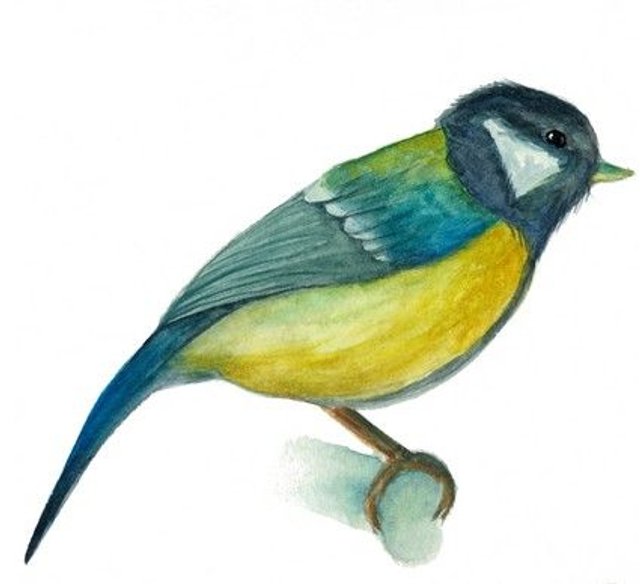 Carte postale Mésange