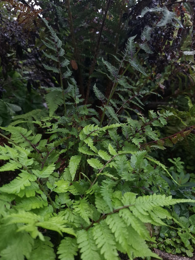 Athyrium nipponicum 1 litre