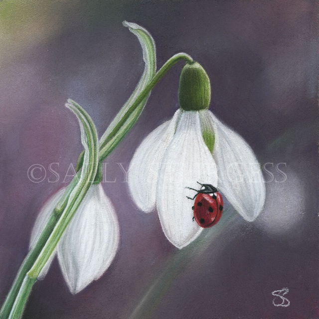 "Ladybird on Snowdrop" 6x6" Original Pastel Painting Artwork