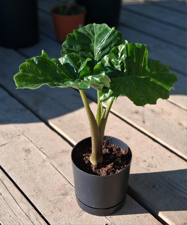 C133 . Alocasia low rider in Tubo 18