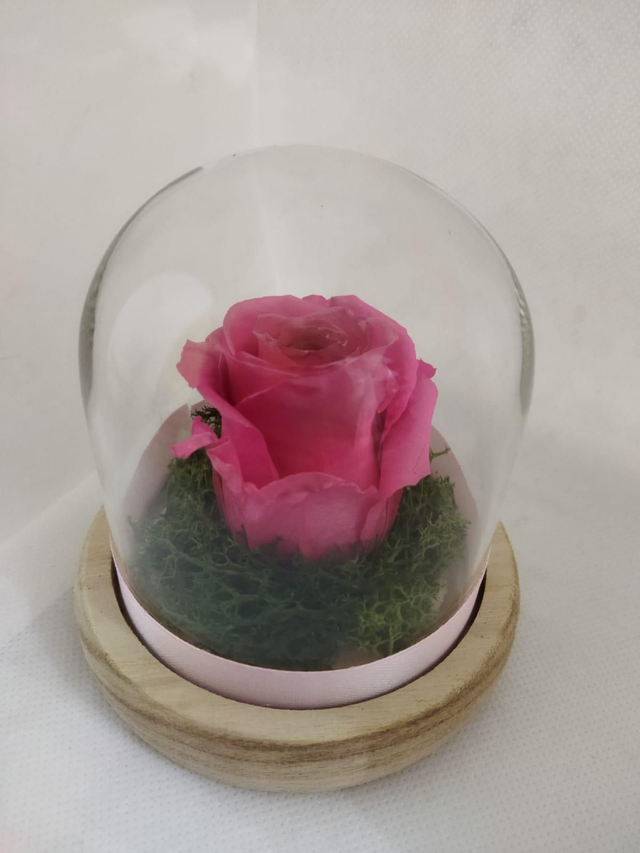 Rosa fucsia inglese stabilizzata