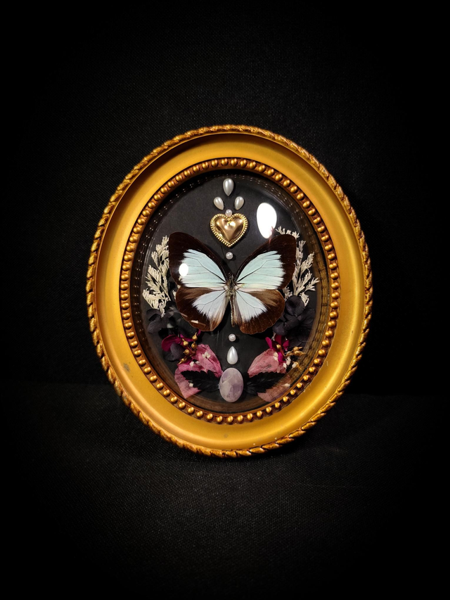 Cadre Papillon "Pareronia Jobaea"