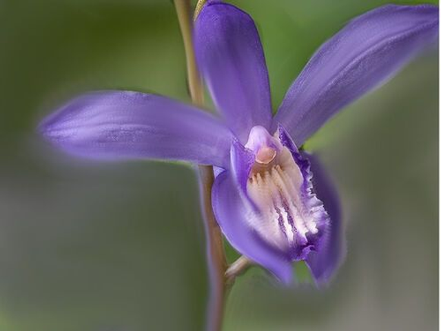 Bletilla striata 'Blue Dragon' P9