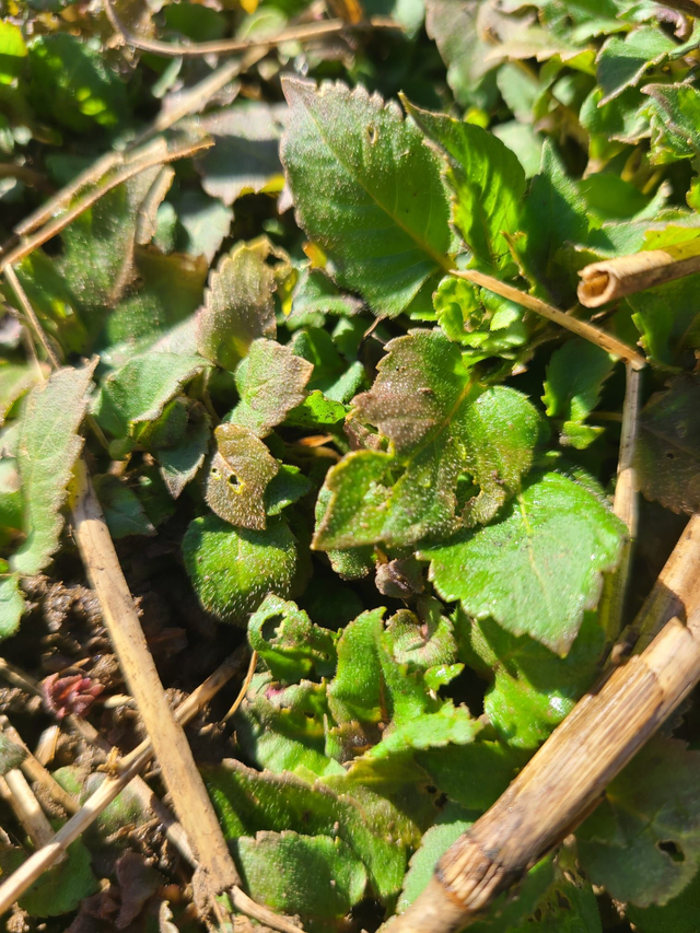 Printemps accompagné : des savoirs, des plantes, de l'accompagnement (la totale !!)
