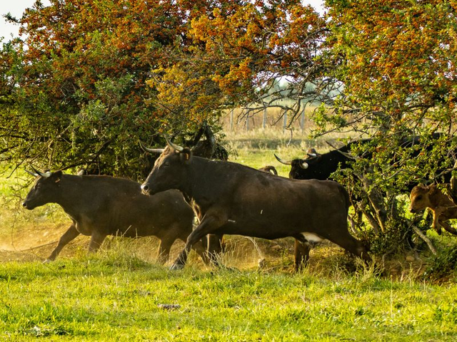 Vaca Ganaderia Cure de Valverde 
