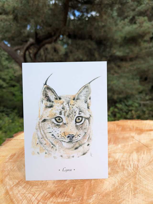 Carte postale Lynx
