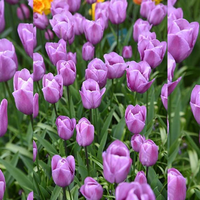 Boucles d'oreilles Tulipes