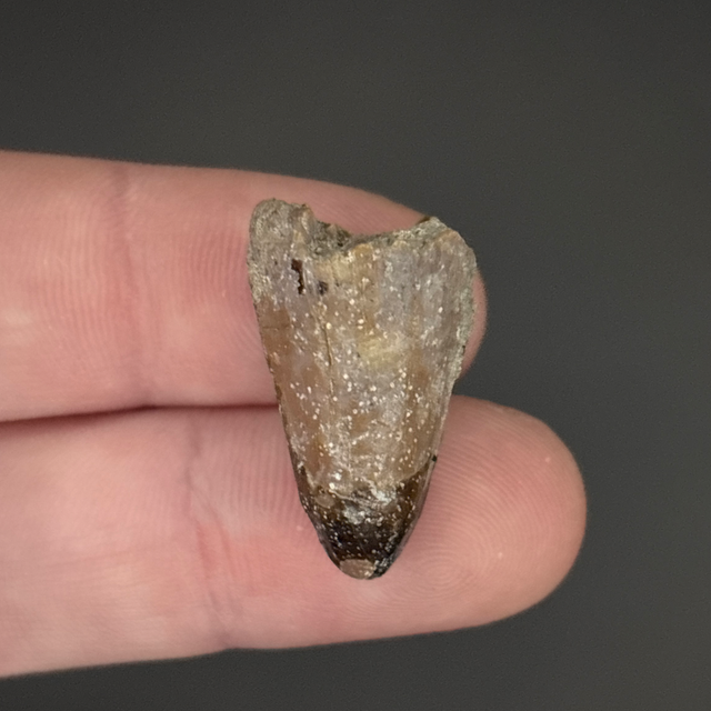 Mahajangasuchus Tooth