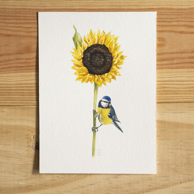Aquarelle mésange bleue sur tournesol