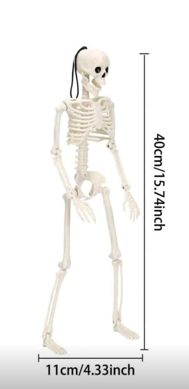 Skelett-kuju 40cm