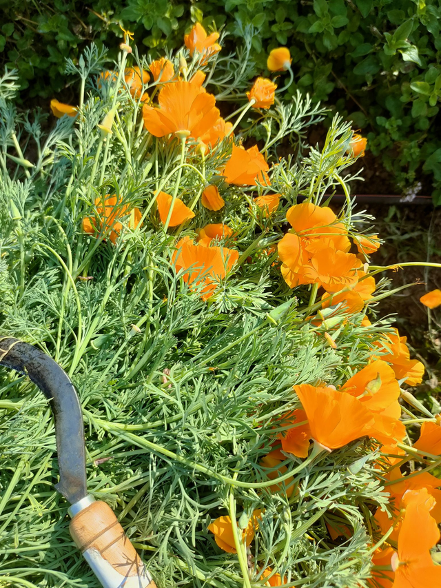 Alcoolature Pavot de californie