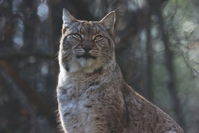 Lynx Boréal - ref: 4578