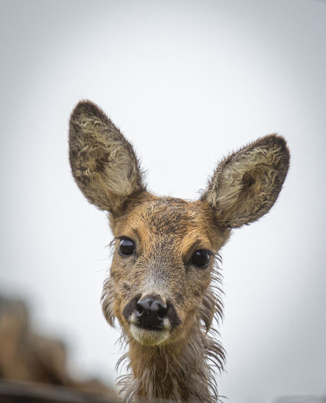 Photo sur aluminium dibond 20 x 30