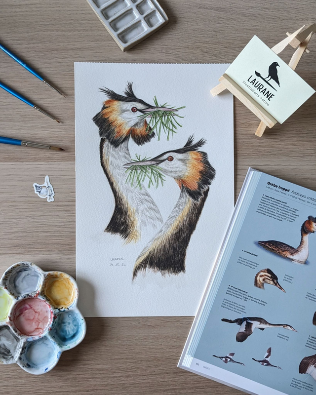 Aquarelle originale - Les Grèbes huppés - Les Amoureux du ciel