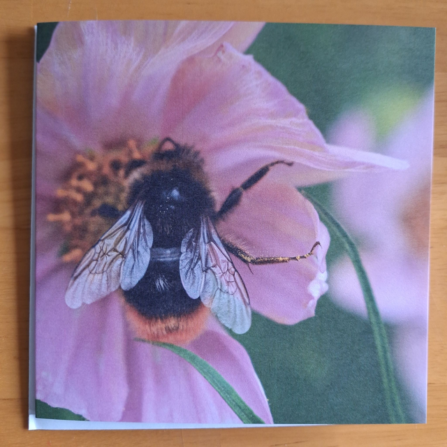 Flower and nature greeting card (with envelope) - bee on pink and yellow flower