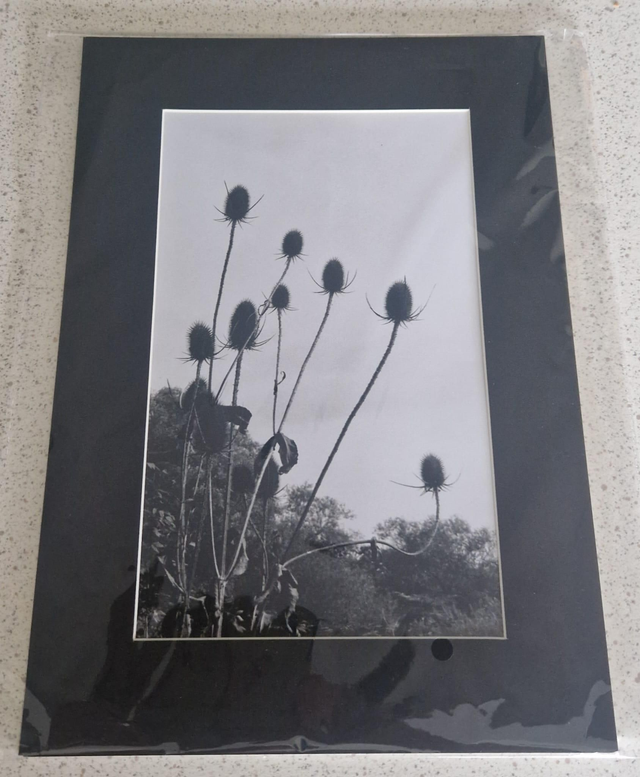 Thistle A4 Mounted Analogue Print