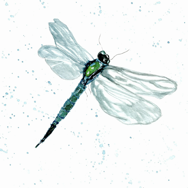 Dragonfly 