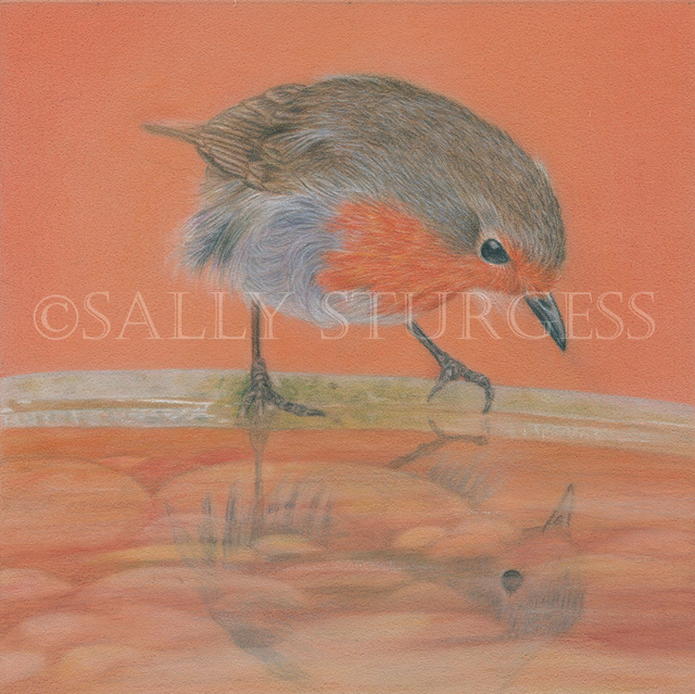 "Reflective Robin" 6x6" Original Coloured Pencil drawing Artwork