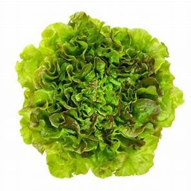 Salade Batavia bio