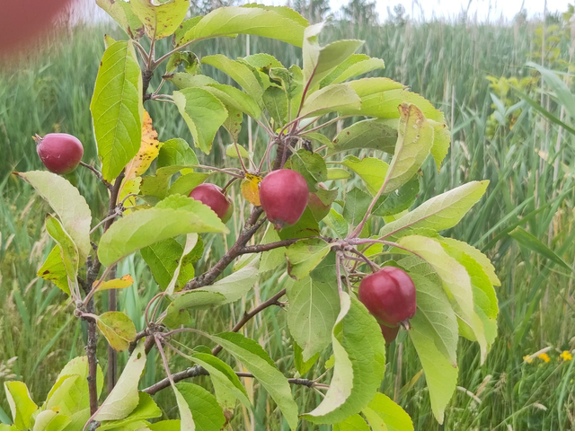 Inventarisatie eetbare tuin