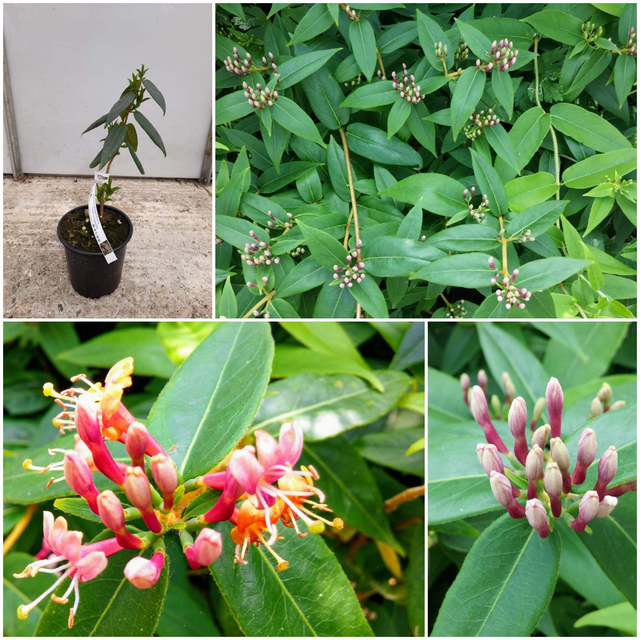 Lonicera Sempervirens – Coral honeysuckle - 1ltr pot