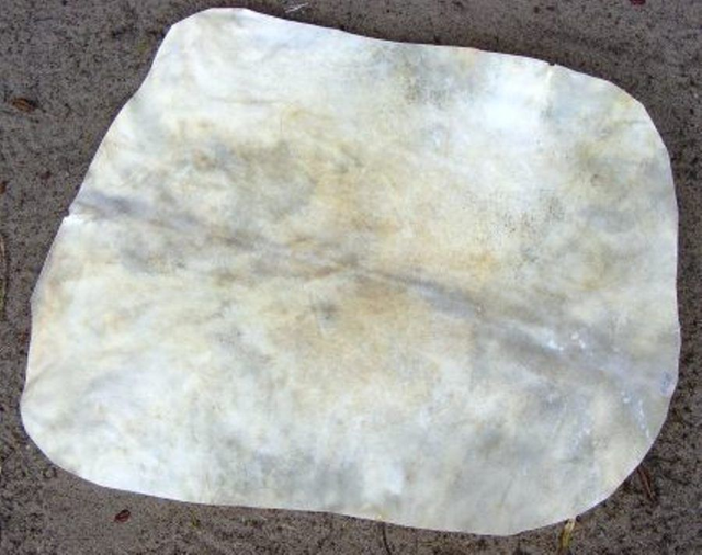 Peau de chèvre 55/60 cm de diamètre environ, plutôt épaisse