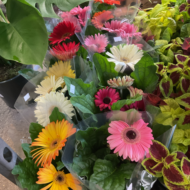 Gerbera