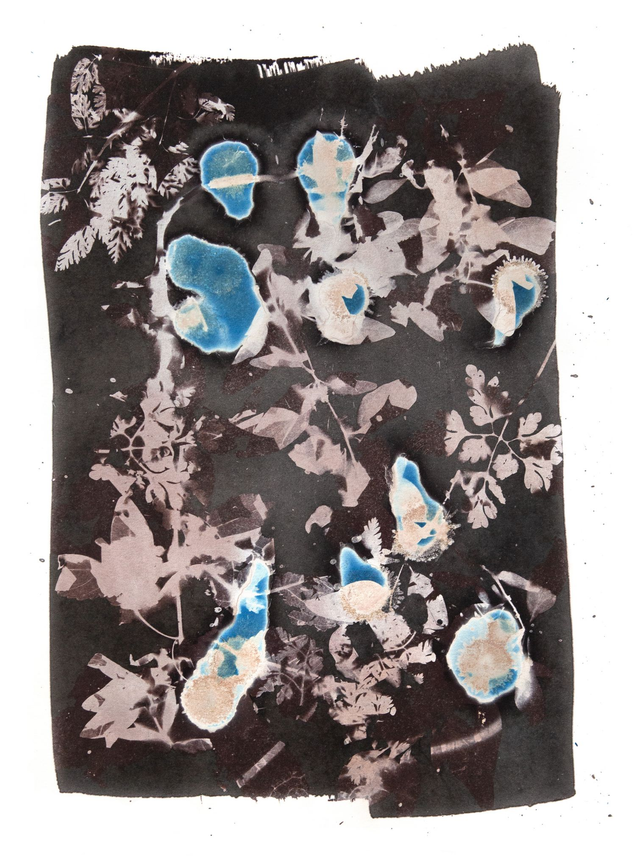 Van Dyke Brown and Cyanotype Weeds print - A4 size