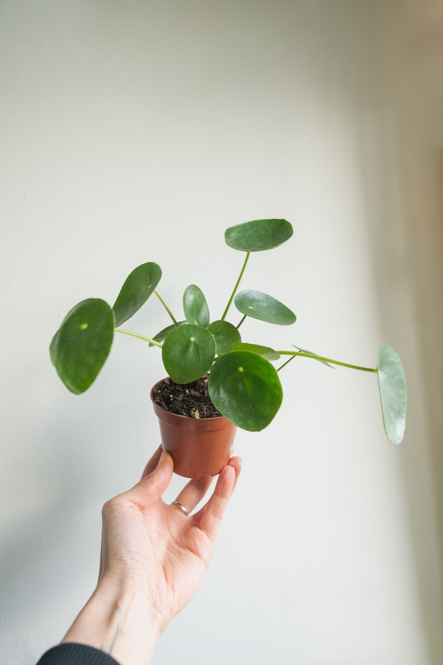 Pilea Peperomioides🌿