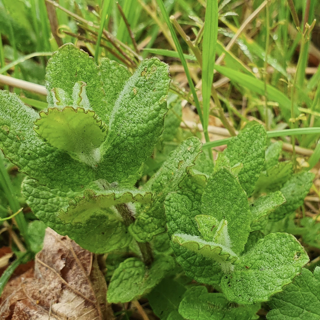 Menthe à feuilles rondes (Mentha suaveolens)