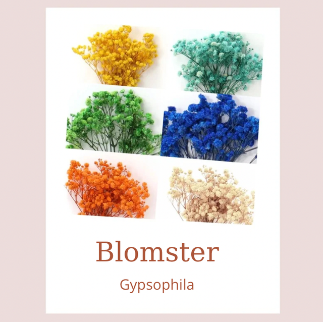 Design • gypsophila