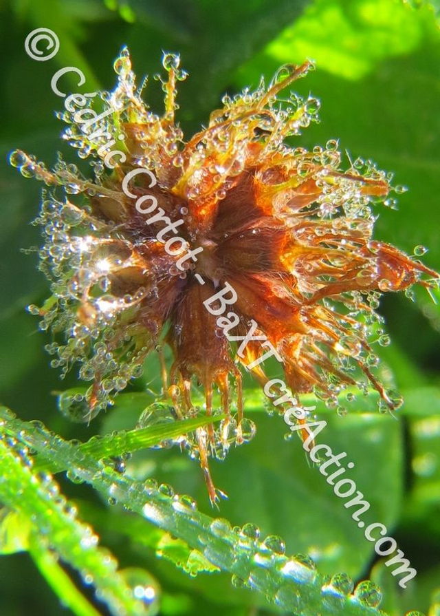 1 - Carte postale - Rosée et gouttes de pluie (Ref 7450)