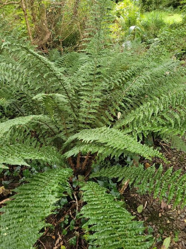 Dryopteris affinis 'Cristata Angustata' 