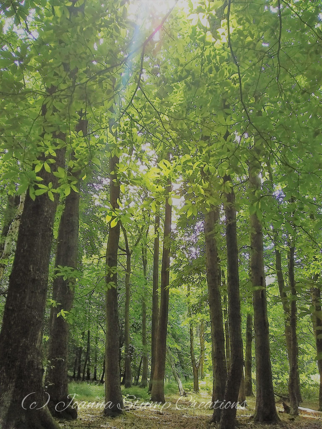 Photographic Open Edition Print from my "Woodland" collection, "Gathering"