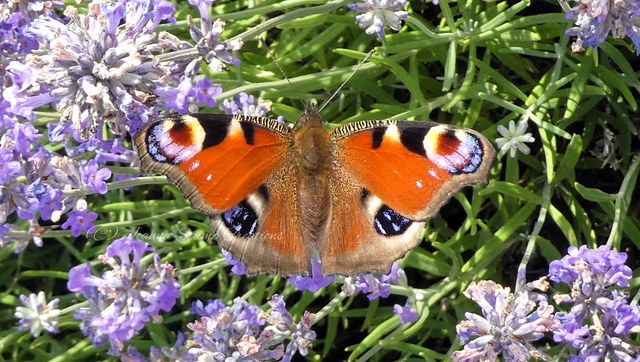 Photographic Open Edition Print from my "Flora and Fauna" collection, "Peacock in Lavender"