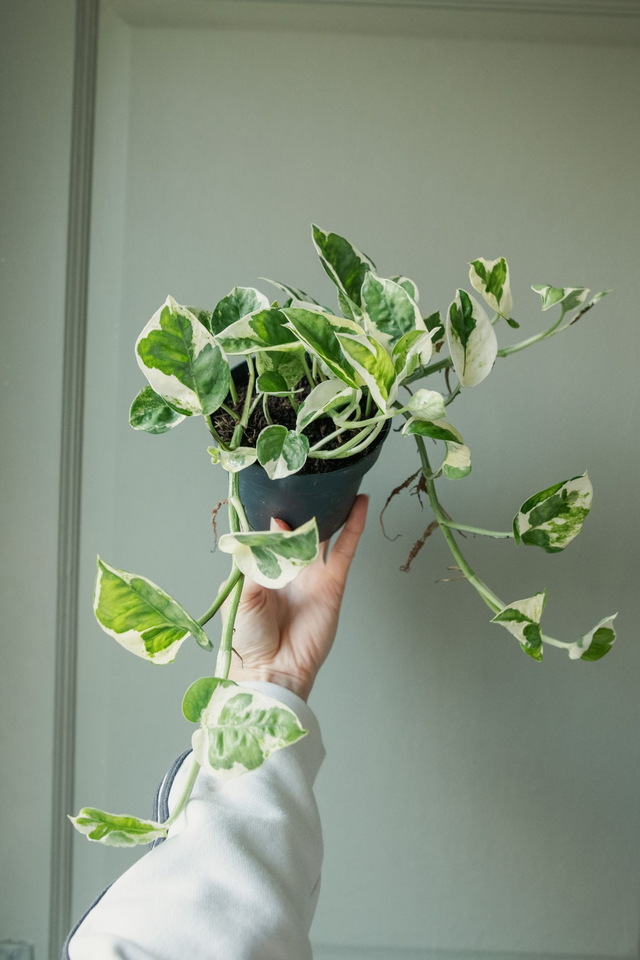Epipremnum N'Joy (pothos) 🌿